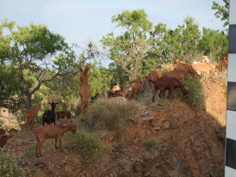 Anadalusien 2009 - 0600 